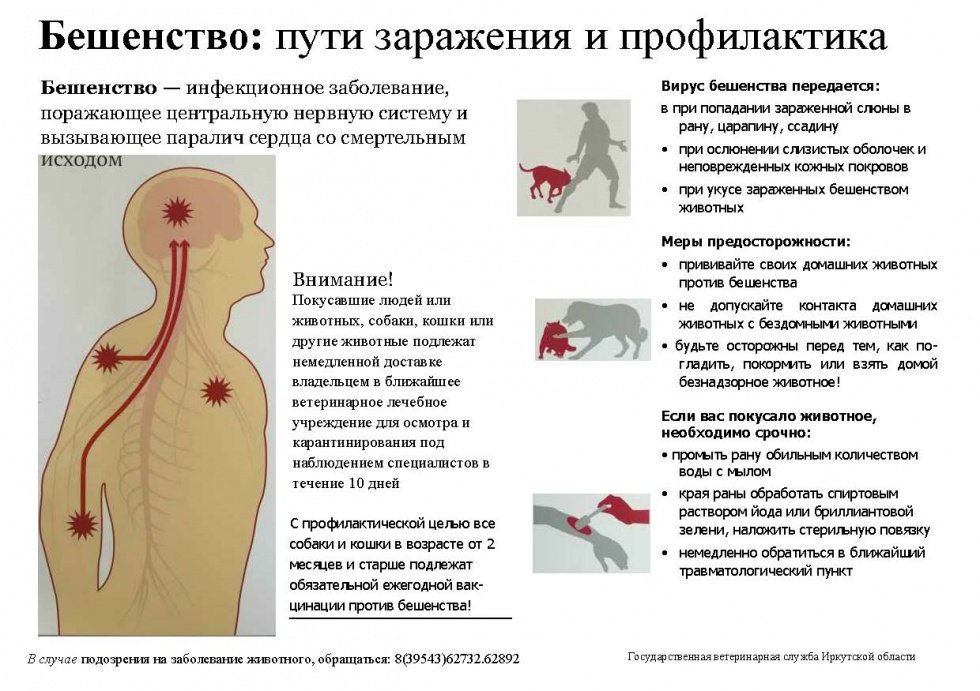 Бешенство: пути заражения и профилактика