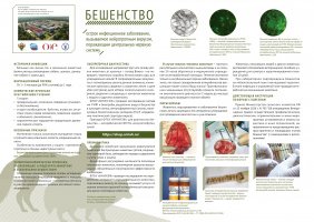 Информация о бещенстве 